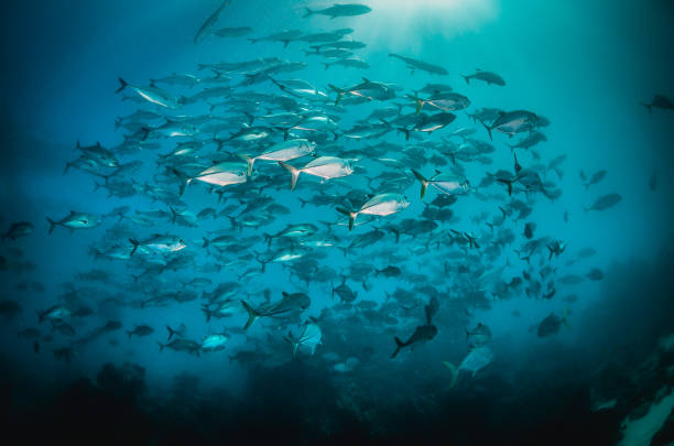 istock Schooling Fish in Clear Blue Ocean 1216510863