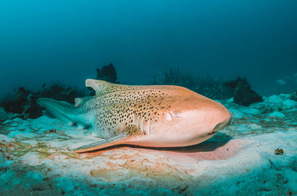 Leopard Shark Resting on the Sea Bed Underwater shot of a beautiful Leopard Shark resting on the sea floor, Australia iucn red list photos stock pictures, royalty-free photos & images