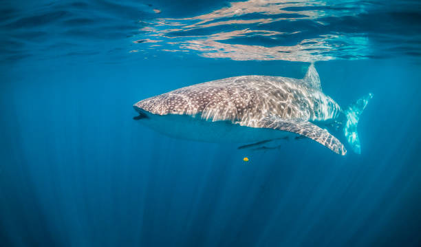 istock Whale Shark Swimming in Clear Blue Ocean 1216510870