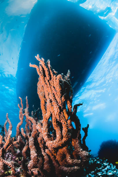 istock Colorful Coral Reef, Australia 1216510884