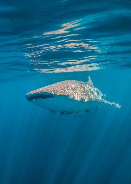 istock Whale Shark Swimming in Clear Blue Ocean 1216510894