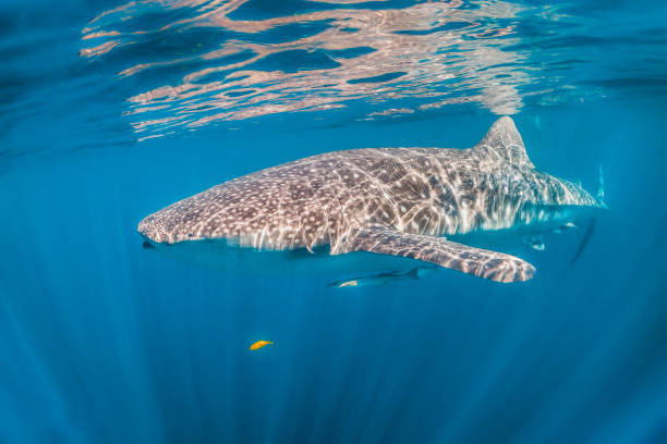 istock Whale Shark Swimming in Clear Blue Ocean 1216510906