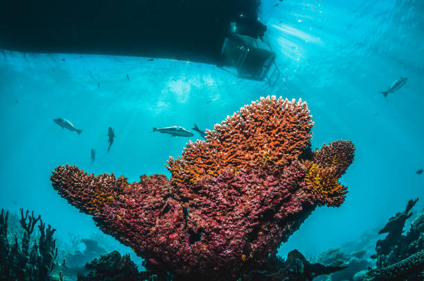 istock Colorful Hard Coral Reef in Tropical Blue Water 1216510927