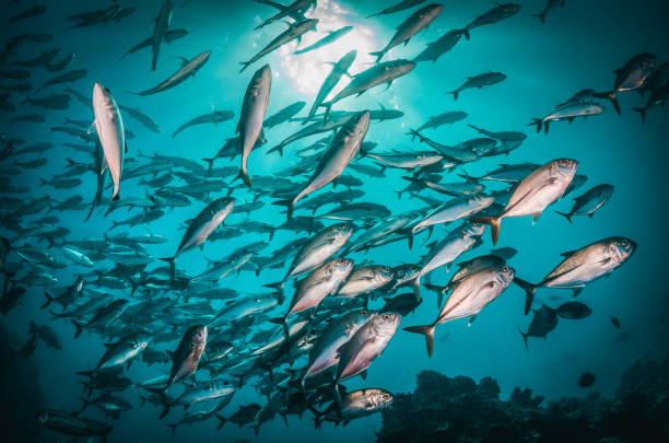 istock Schooling Fish in Clear Blue Ocean 1216510929