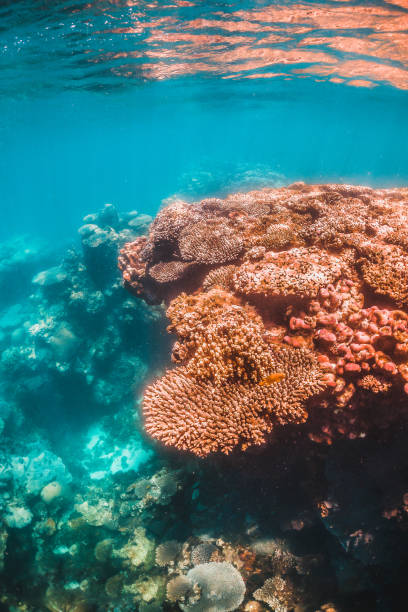 istock Colorful Hard Coral Reef in Tropical Blue Water 1216510961
