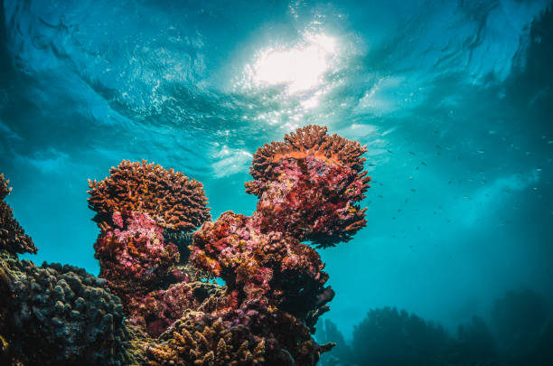 istock Colorful Hard Coral Reef in Tropical Blue Water 1216510965