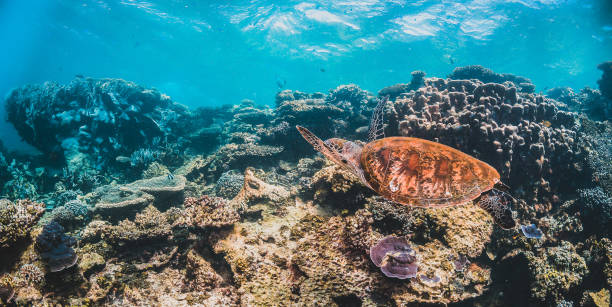 istock Green Turtle Swimming Among Colorful Coral Reef 1216510983
