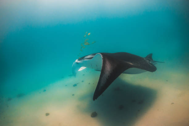 istock Manta Ray Swimming in Open Ocean 1216511510