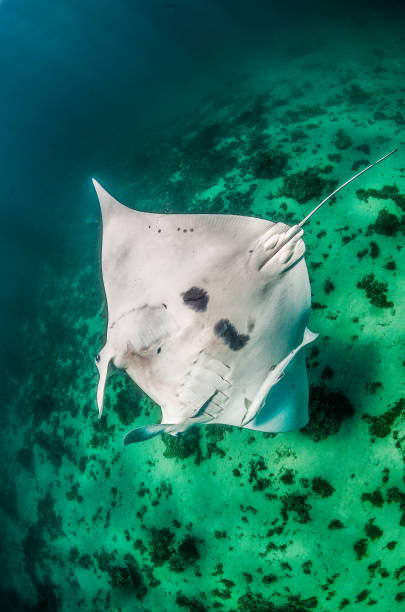istock Manta Ray Swimming in Open Ocean 1216511511