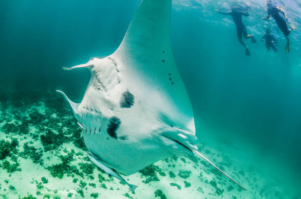 istock Manta Ray Swimming in Open Ocean 1216511523