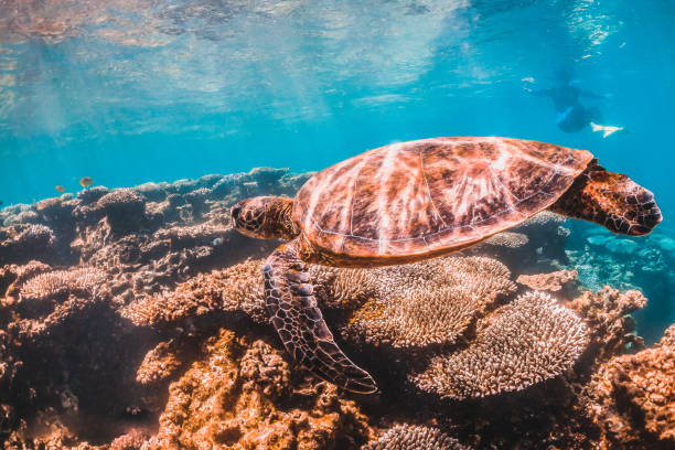 istock Green Turtle Swimming Among Colorful Coral Reef 1216511528