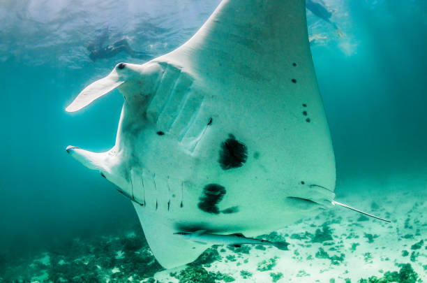 istock Manta Ray Swimming in Open Ocean 1216511553