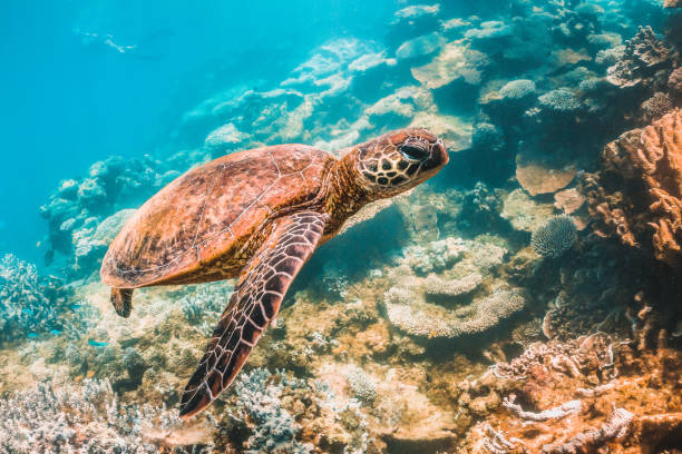 istock Green Turtle Swimming Among Colorful Coral Reef 1216511557
