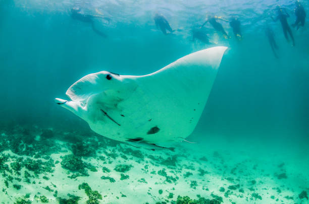 istock Manta Ray Swimming in Open Ocean 1216511581