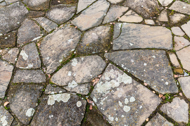 istock Texture of lichen on stone tiles 1216511596