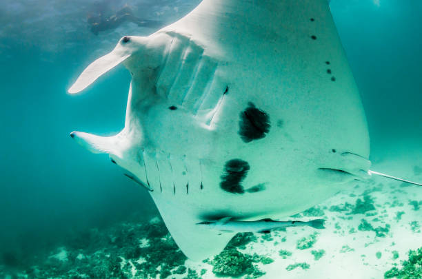 istock Manta Ray Swimming in Open Ocean 1216511629