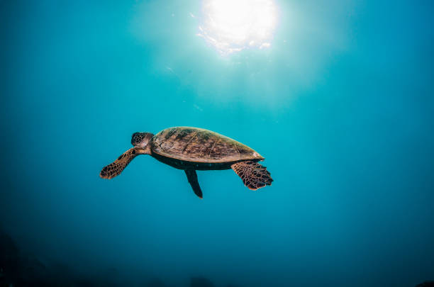 istock Sea Turtle Swimming in Clear Blue Ocean 1216511654
