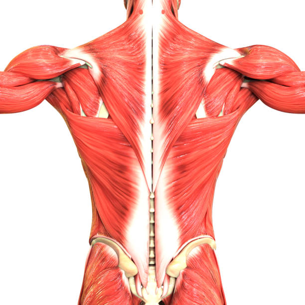 istock Human Body Muscular System Anatomy 1216513166