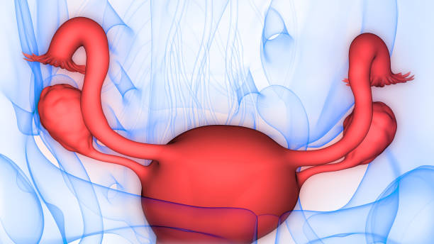 anatomie des weiblichen fortpflanzungssystems - vagina uterus human fertility x ray image stock-fotos und bilder