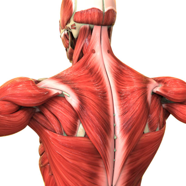 istock Human Body Muscular System Anatomy 1216513227