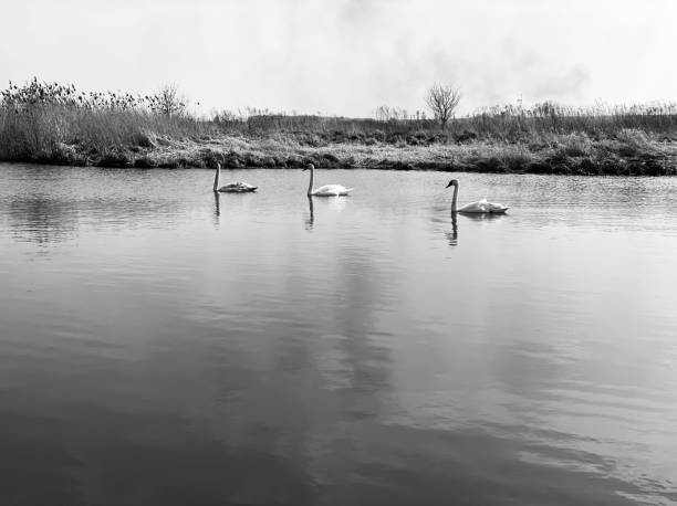 istock beautiful swans in the evening 1216515977