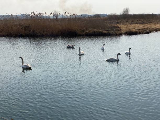 istock beautiful swans in the evening 1216516520