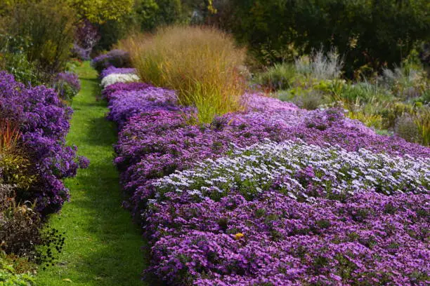 Field of purple aster in a garden