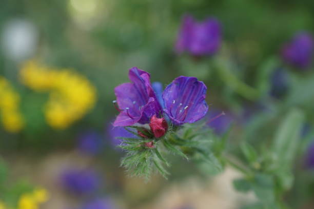 istock Dark purple flower 1216516781