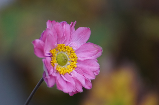 Pink anemone flower close up