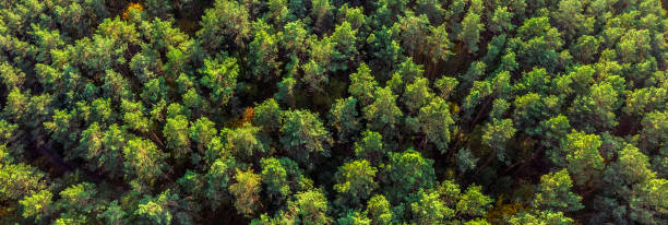 istock Aerial panoramic view of evergreen pine forest. 1216517636