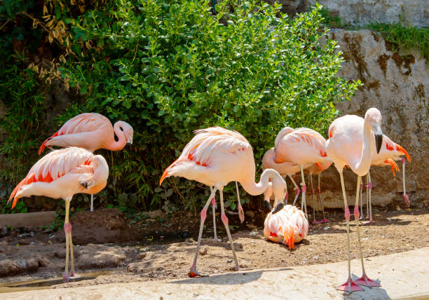 istock Pink Flamingos. 1216517910