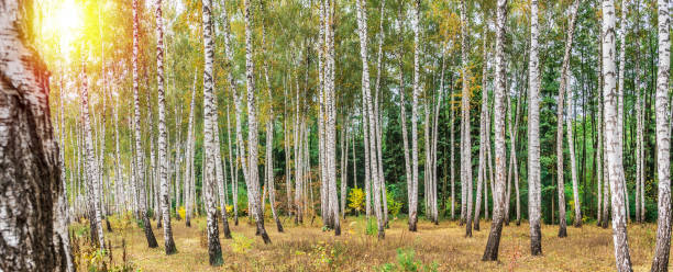 istock Beautiful autumn birch forest. 1216517958