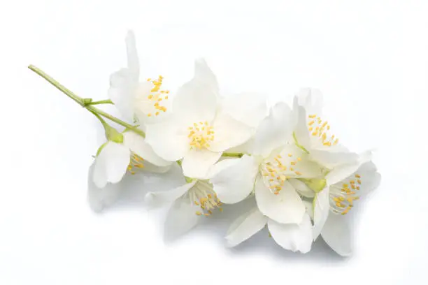 Photo of Blooming jasmine flowers isolated on white background.