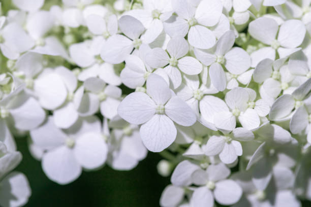 istock Beautiful white floral background. 1216519662