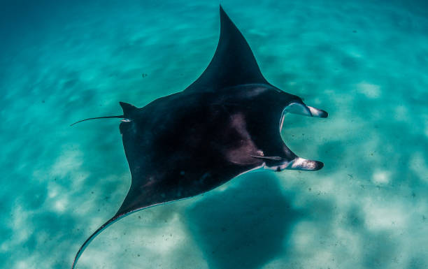 istock Manta Ray Swimming in The Wild, Australia 1216520626
