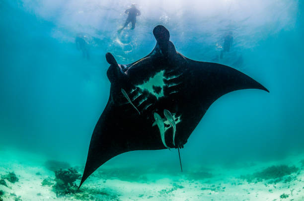 istock Manta Ray Swimming in The Wild, Australia 1216520674