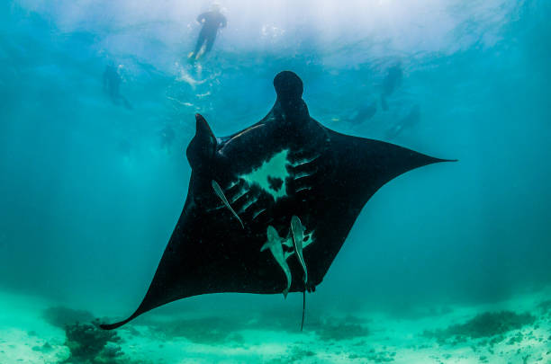 istock Manta Ray Swimming in The Wild, Australia 1216520675