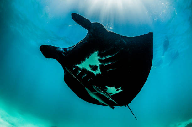 istock Manta Ray Swimming in The Wild, Australia 1216520701