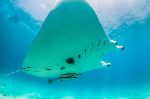 istock Manta Ray Swimming in The Wild, Australia 1216520735