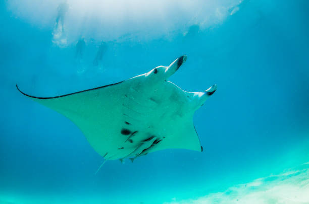 istock Manta Ray Swimming in The Wild, Australia 1216520741
