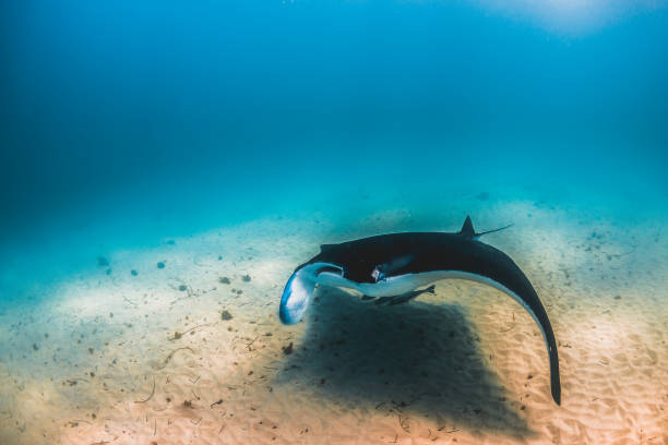 istock Manta Ray Swimming in The Wild, Australia 1216520779
