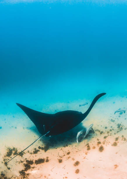istock Manta Ray Swimming in The Wild, Australia 1216520785