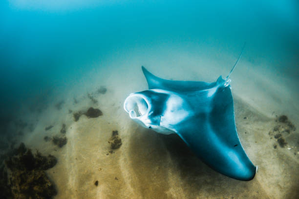 istock Manta Ray Swimming in The Wild, Australia 1216520822