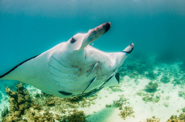 istock Manta Ray Swimming in The Wild, Australia 1216520847
