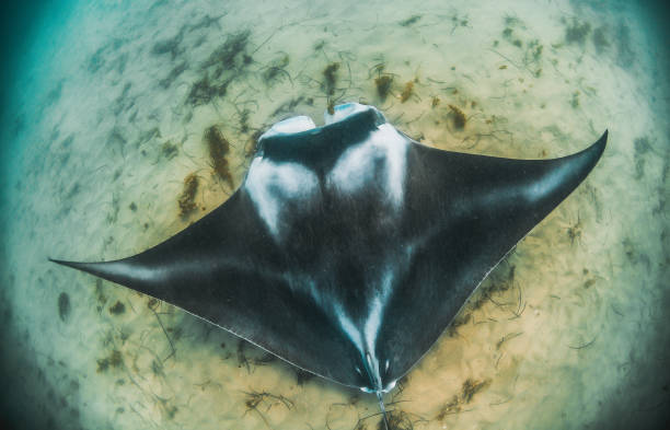 istock Manta Ray Swimming in The Wild, Australia 1216520851