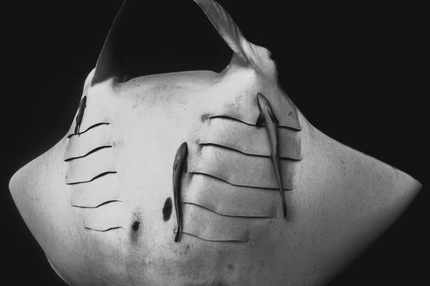 istock Black and White Manta Ray in the Wild 1216520858