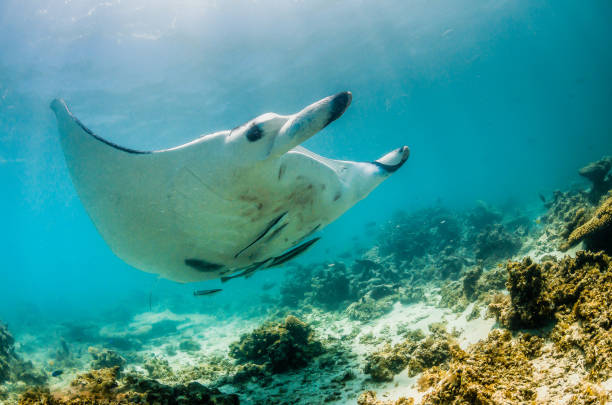 istock Manta Ray Swimming in The Wild, Australia 1216520861
