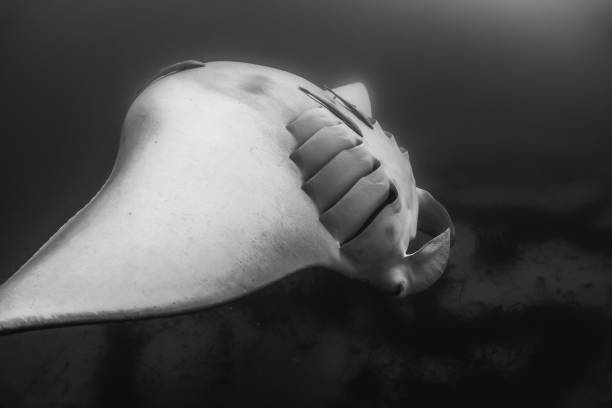 istock Black and White Manta Ray in the Wild 1216520868