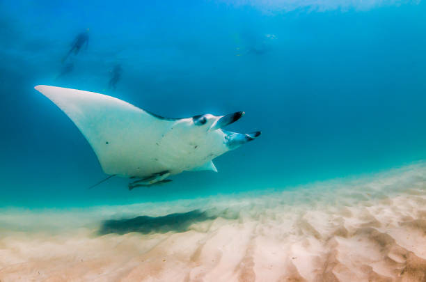 istock Manta Ray Swimming in The Wild, Australia 1216520869