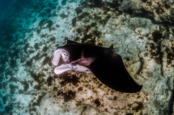 istock Manta Ray Swimming in The Wild, Australia 1216520918